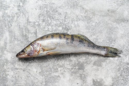 Pike Perch fillets
