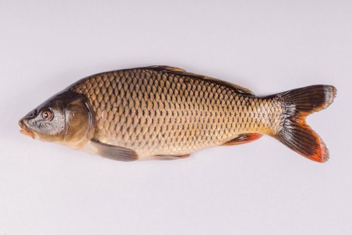 Carp fillets