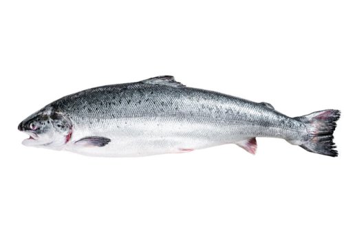 Salmon portions in VAC