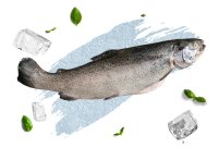 Rainbow trout HOG