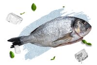 Sea Bream HOG
