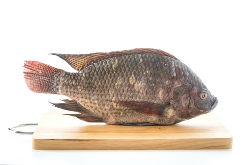 Tilapia fillets