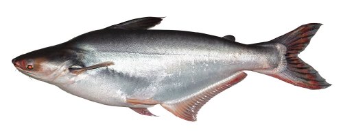 Pangasius fillets